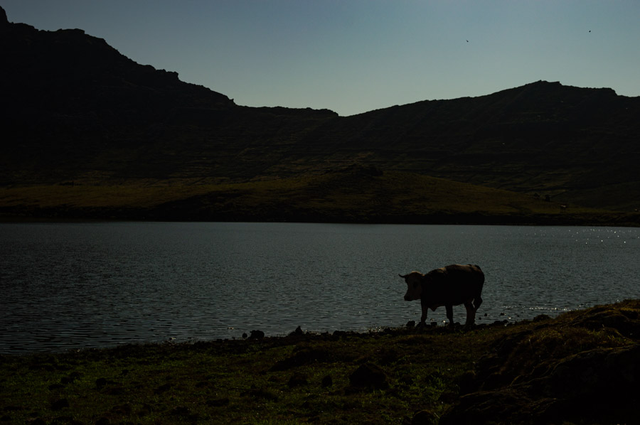 Vacas pastando libremente en Caldeirão, Corvo