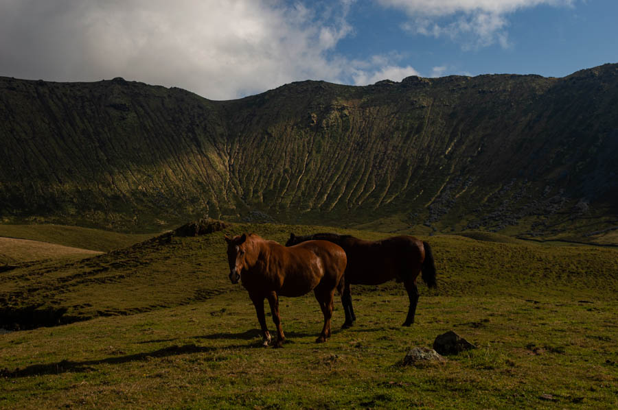 Toda la fauna más doméstica te acompaña en Corvo, Azores